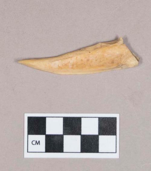 Worked animal bone perforator fragment