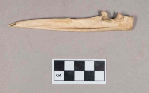 Worked animal bone awl, made from ulna