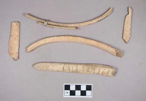 Worked animal bone rib fragments, notched and incised; two fragments tied together with string