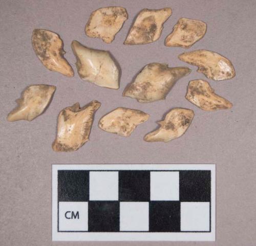Organic, bone, faunal remains, possibly fish