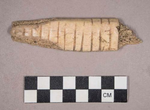 Organic, utilized bone, rib fragment, incised on both sides