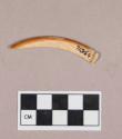 Worked beaver tooth fragment, cut or incised
