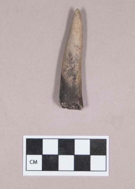 Worked antler tip, hollowed, partially burned