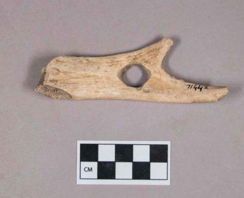 Worked antler fragment, polished, one perforation