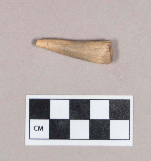 Cut and worked antler tine fragment