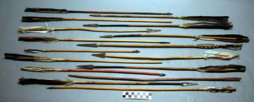 Arrows, wood shafts, metal points, 2 missing, some pigmented, feathers