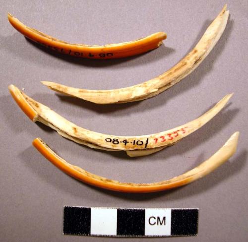 Beaver tooth ear ornaments, man's