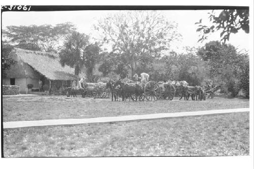 Hacienda; Bringing in guano Palm for the Thatched Roofs