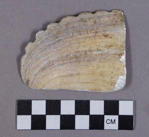 Organic, utilized shell fragment, scalloped edge