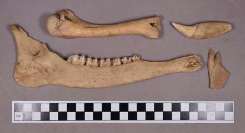 Organic, faunal remains, bone and teeth, includes bird, fish, turtle, and bear