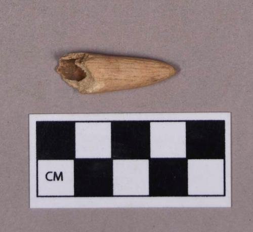 Organic, utilized antler, hollowed tine fragment