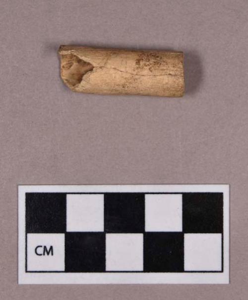 Organic, utilized bone, tube or bead fragment