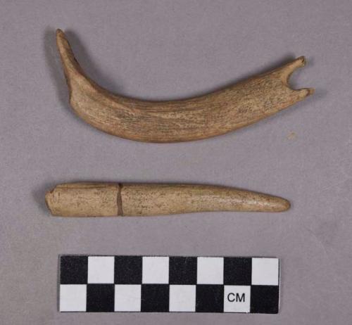 Organic, utilized antler, one tine fragment with cut marks, one perforated fragment