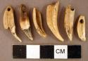 Perforated animal teeth and tooth fragments