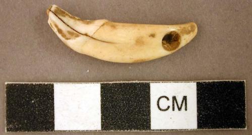 Perforated animal tooth