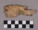 Bear? pelvis fragment, copper stained