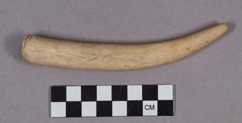 Organic, utilized antler, modified tine, partially drilled base, possible flaker