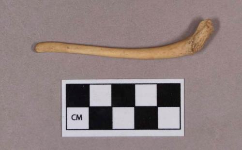 Organic, utilized bone, modified baculum