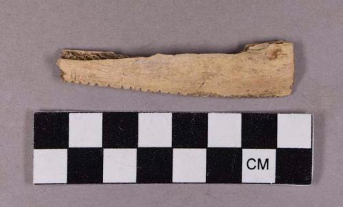 Organic, utilized bone fragment, notched along one edge