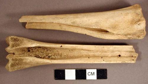 Organic, utilized bone fragments, possible scrapers