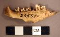 Animal mandible fragment with some teeth intact, one loose tooth