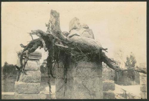 Temple of Warriors, Northwest Colonnade, tree stump on top of column