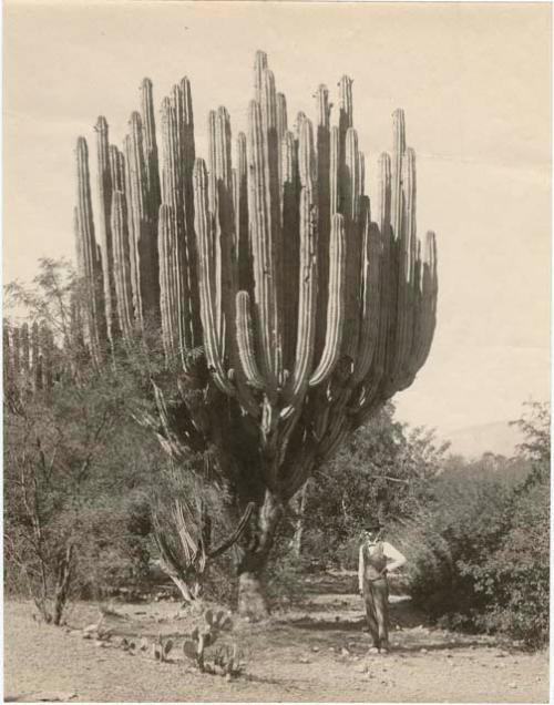 Man standing under Pitaya cactus