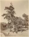 Hernan Cortes' tree