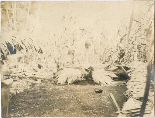 People standing in clearing, with bundles of plants