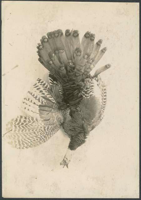 Ocellated Turkey (Meleagris ocellata)