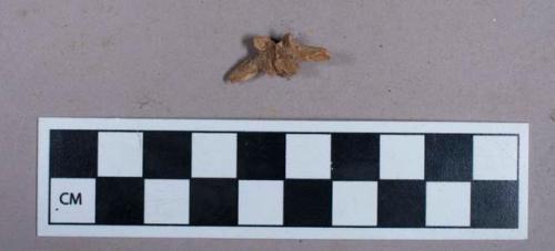 Faunal remains, bone vertebrae fragment