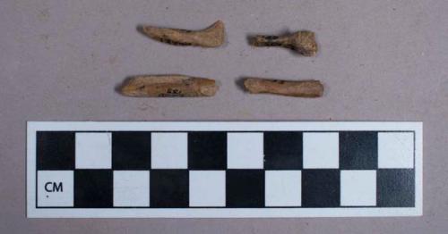 Faunal remains, bone fragments