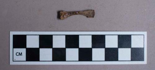 Faunal remains, burnt bone fragment