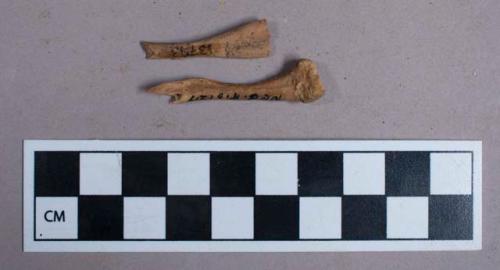 Faunal remains, bone fragments