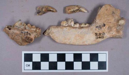 Faunal remains, mandible fragments with teeth including incisors