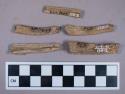 Faunal remains, bone fragments