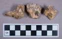 Faunal remains, teeth fragements