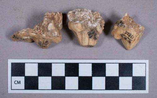 Faunal remains, teeth fragements