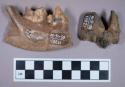 Faunal remains, bone, mandible fragments with teeth