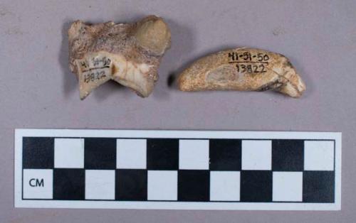 Faunal remains, teeth fragments