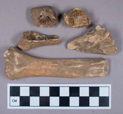 Faunal remain, gazelle (Dorcas gazella) bone fragments