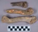 Faunal remain, gazelle (Dorcas gazella) bone fragments
