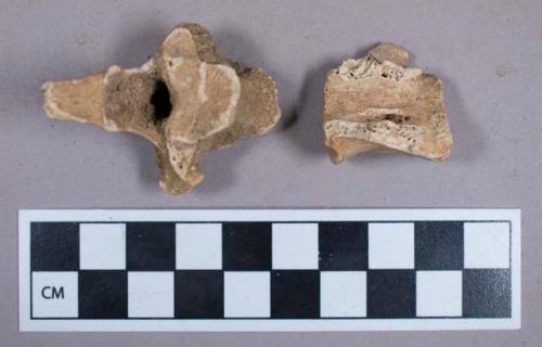 Faunal remain, gazelle (Dorcas gazella) vertebrae fragments