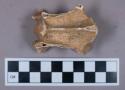 Faunal remain, gazelle (Dorcas gazella) vertebrae fragment