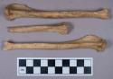 Faunal remains, fox (vulpes ucelpes atlantica) bone fragments
