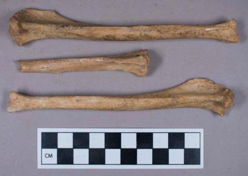 Faunal remains, fox (vulpes ucelpes atlantica) bone fragments