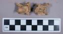 Faunal remains, fox (vulpes ucelpes atlantica) vertebrae fragments