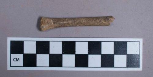 Faunal remain, bone fragment, probably fox