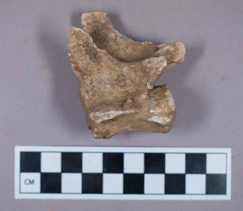 Faunal remains, lion (Felis leo) vertebrae fragment