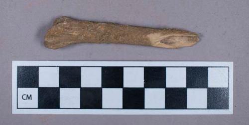Faunal remains, jackal (thosaureus) bone fragment